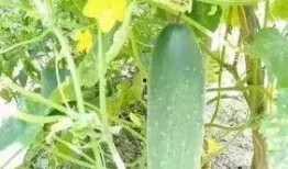 徽县网红吃瓜,揭秘当地美食文化新潮流