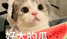 网红吃瓜盼盼,揭秘娱乐圈幕后故事