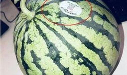 网红吃瓜 全家桶,揭秘娱乐圈幕后故事
